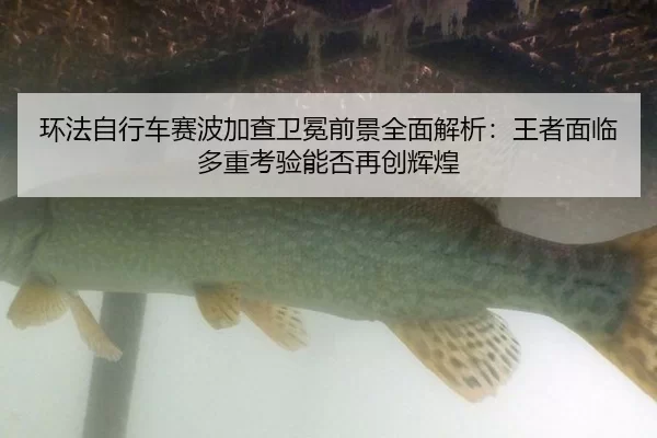 环法自行车赛波加查卫冕前景全面解析：王者面临多重考验能否再创辉煌